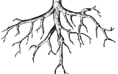 ANAB’s Obsession with “Poor Root Cause” is Uninformed