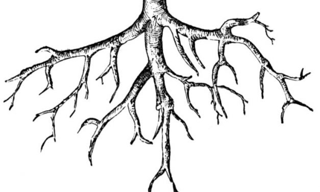 ANAB’s Obsession with “Poor Root Cause” is Uninformed