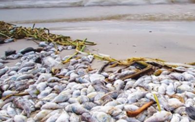 Co Blamed for Vietnamese Environmental Disaster Awarded ISO 9001