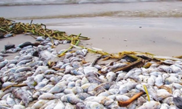 Co Blamed for Vietnamese Environmental Disaster Awarded ISO 9001